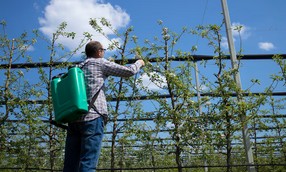 Tratamiento Fitosanitario para Protección Vegetal