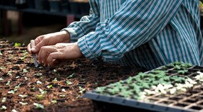 Semillas Hortícolas Profesionales